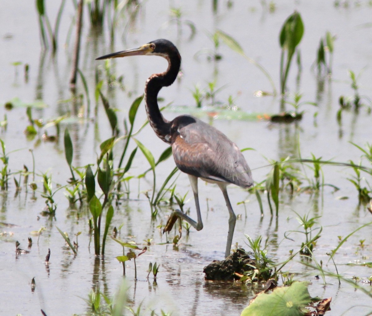 Tricolored Heron - ML637232837
