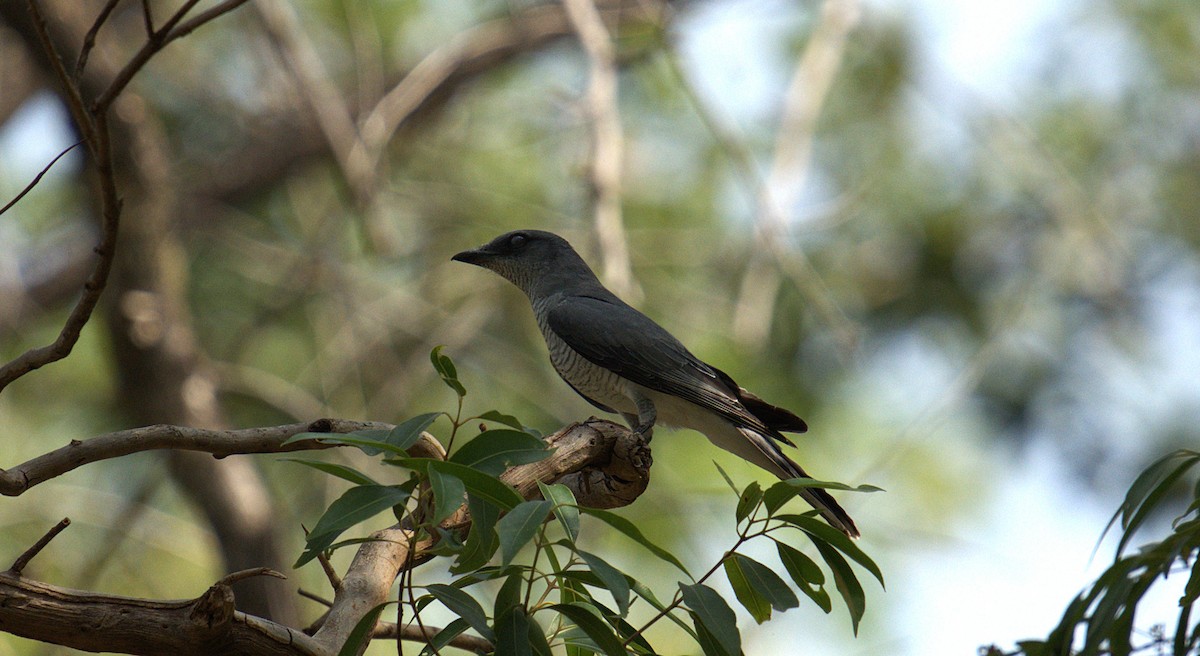 Indian Cuckooshrike - ML637232972