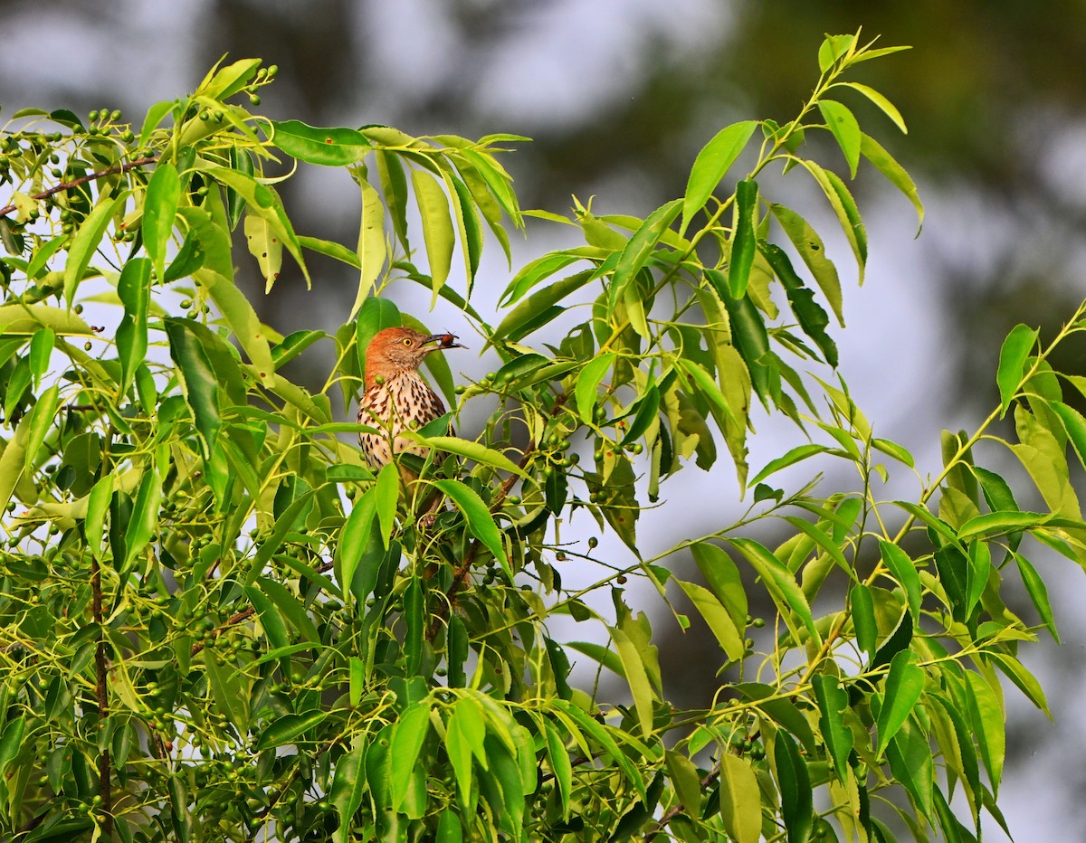 Brown Thrasher - ML637233019