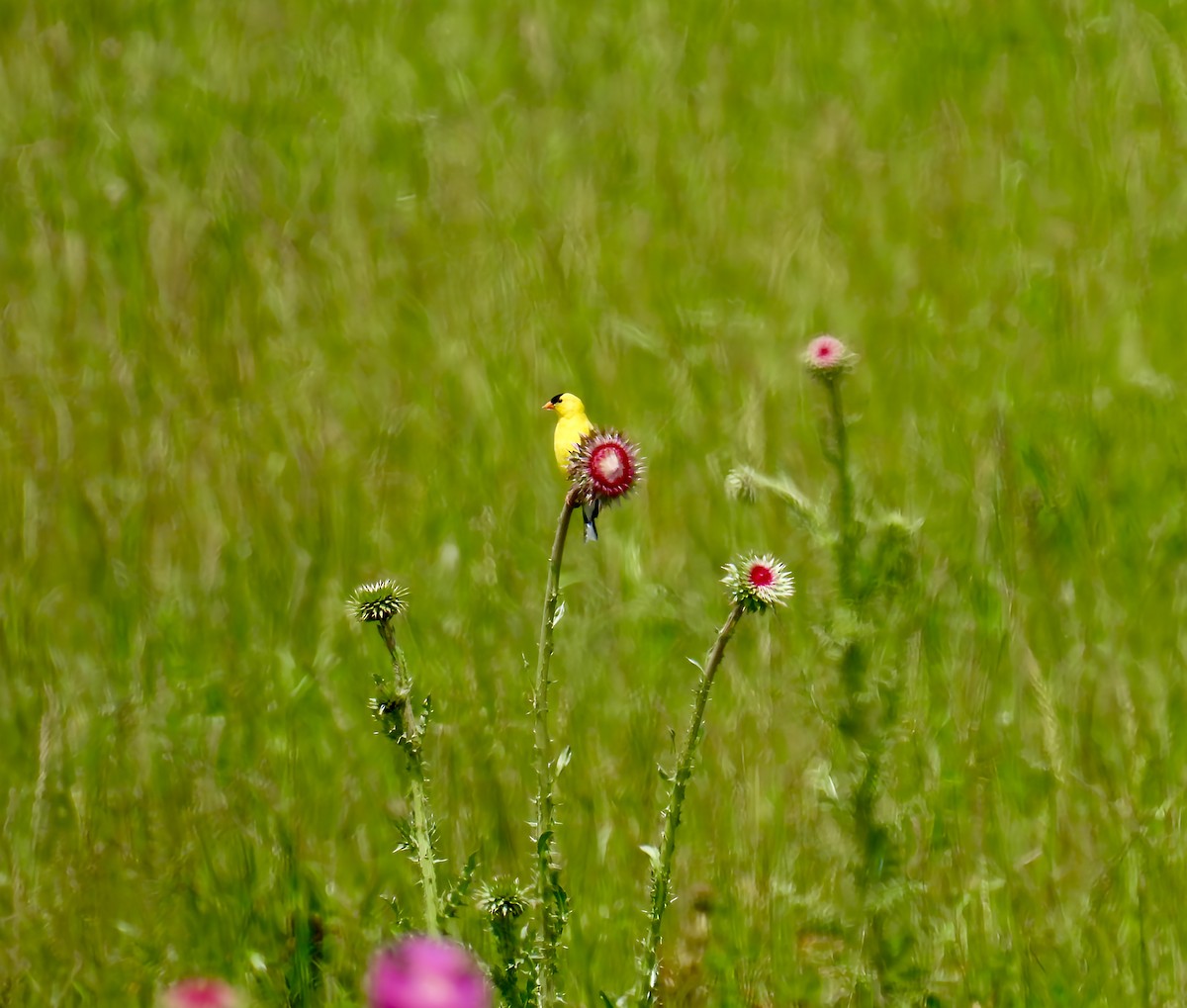 American Goldfinch - ML637233021