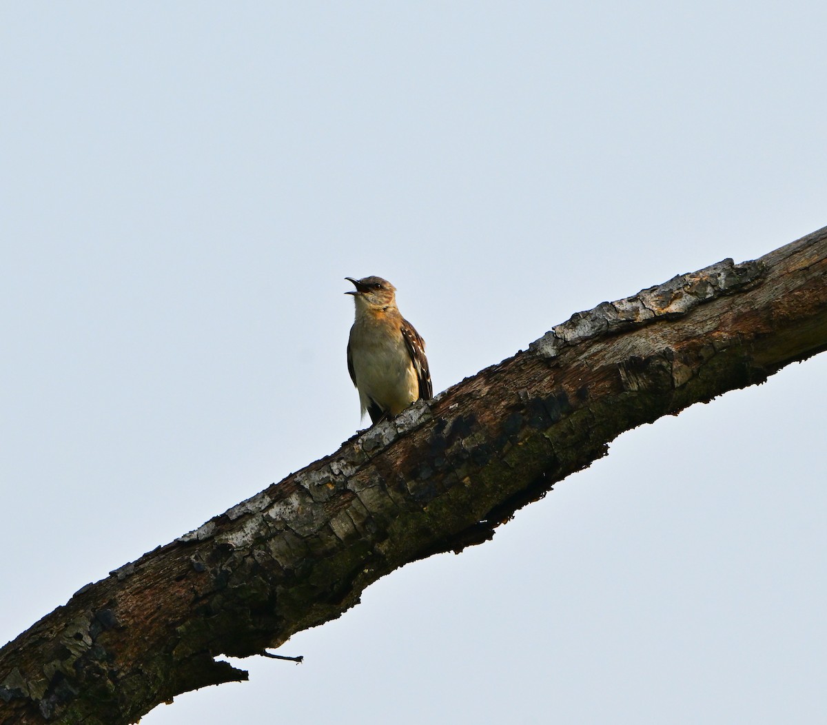 Northern Mockingbird - ML637233036