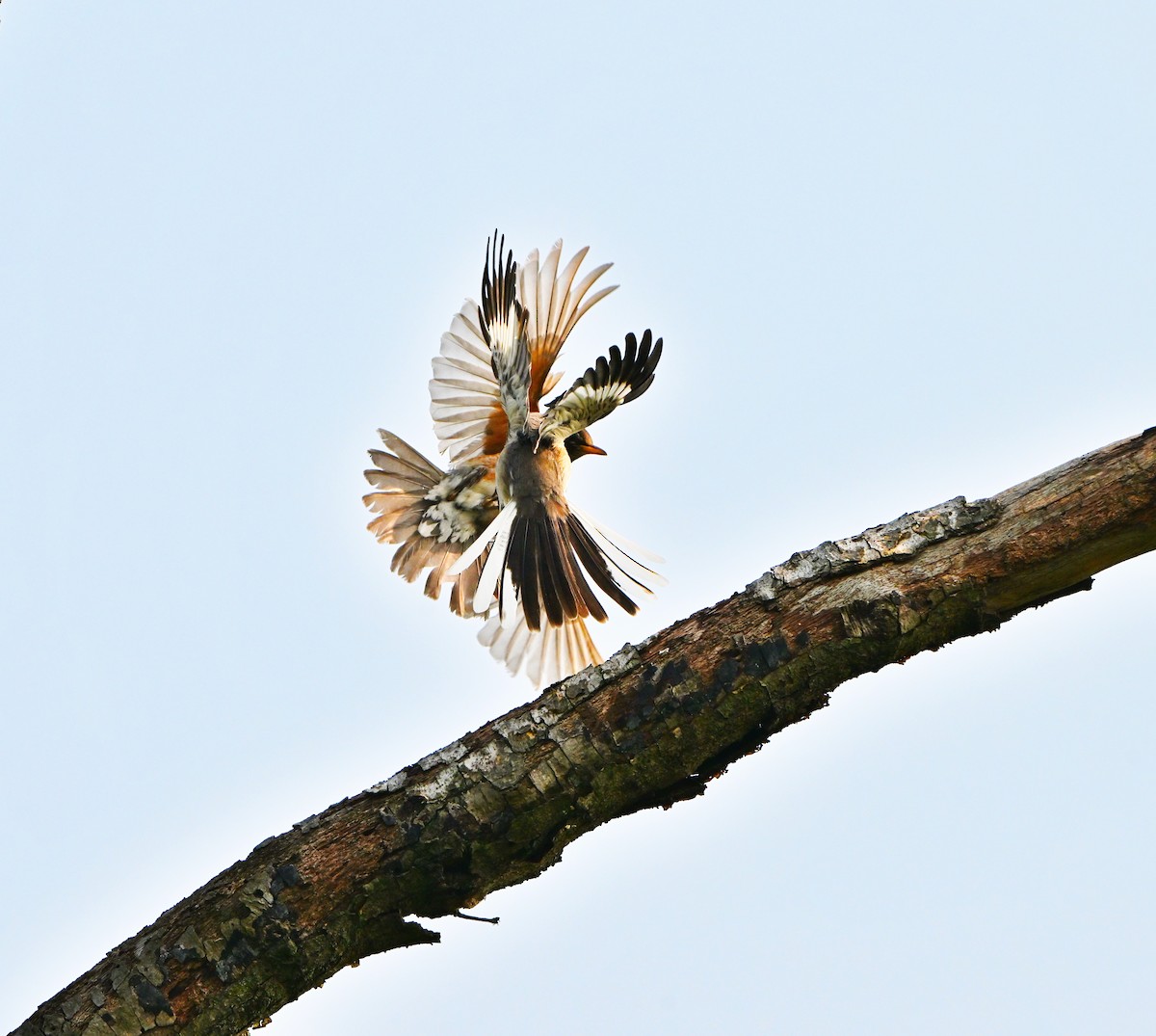 Northern Mockingbird - ML637233037