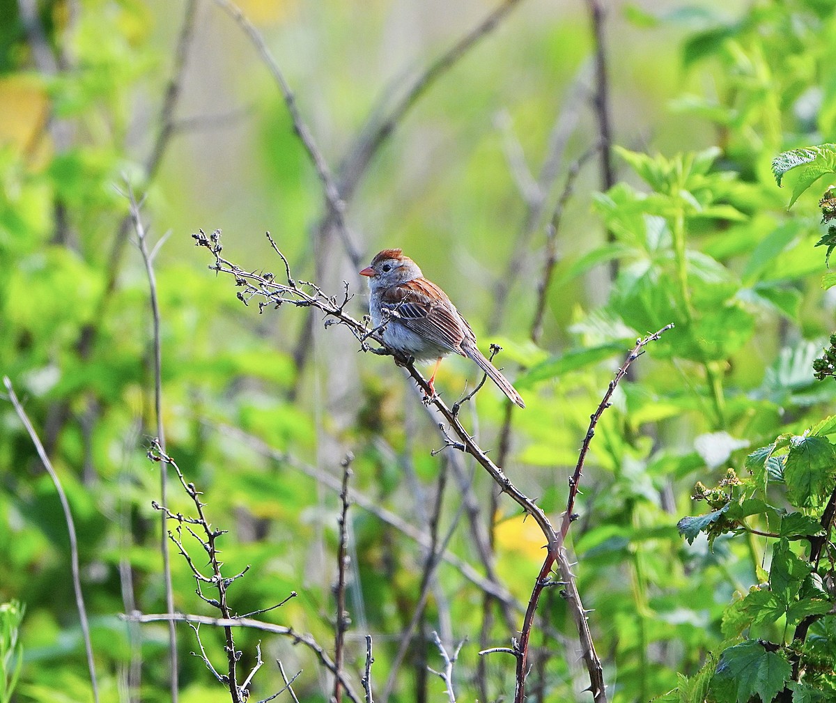 Field Sparrow - ML637233060