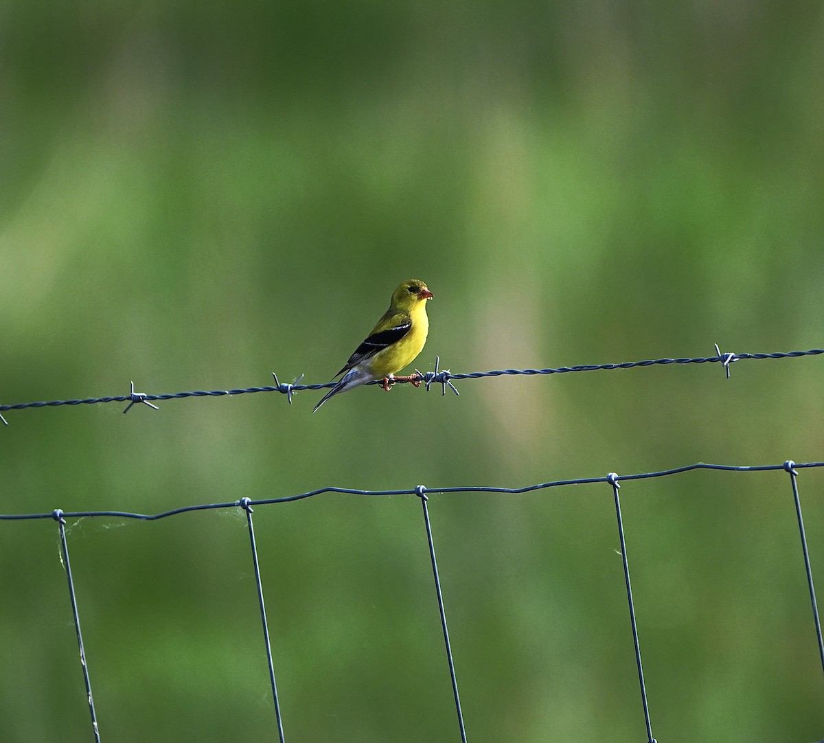 American Goldfinch - ML637233065