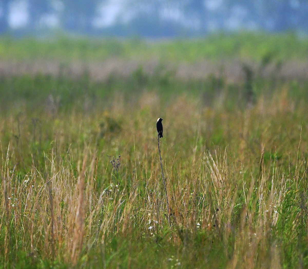 Bobolink - ML637233070