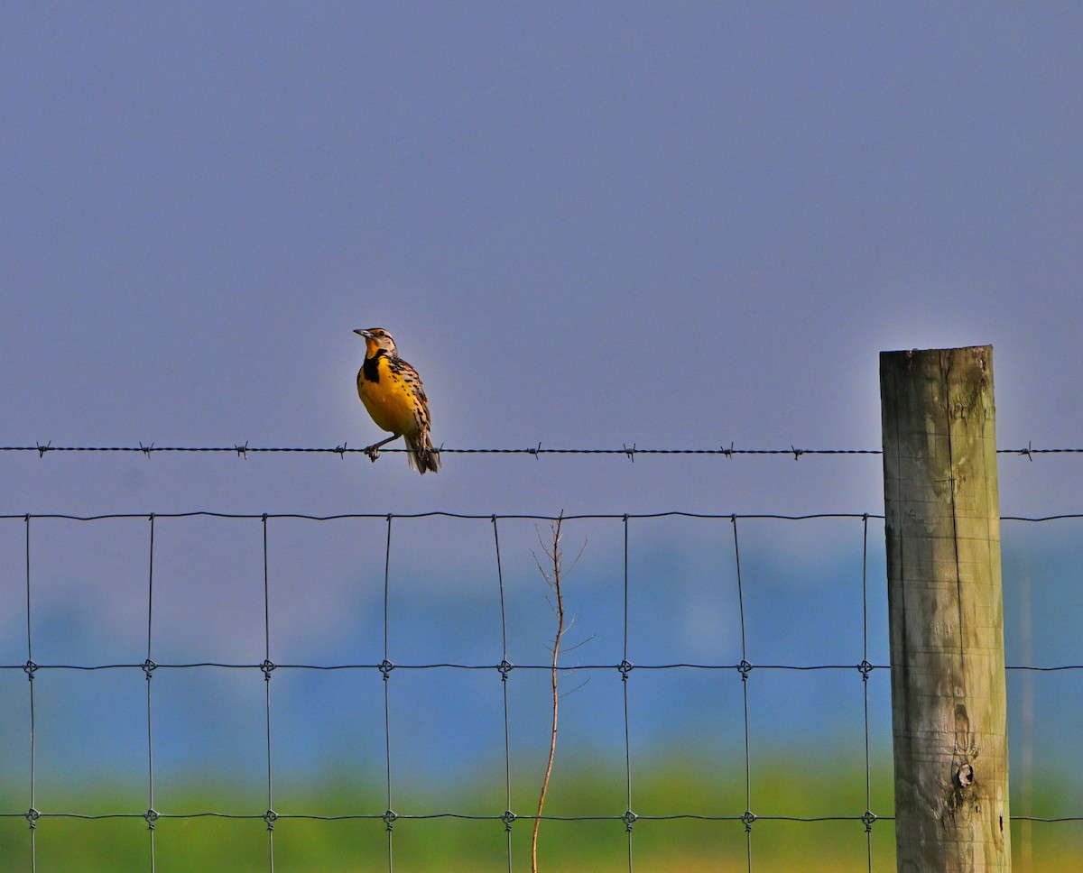 Eastern Meadowlark - ML637233073