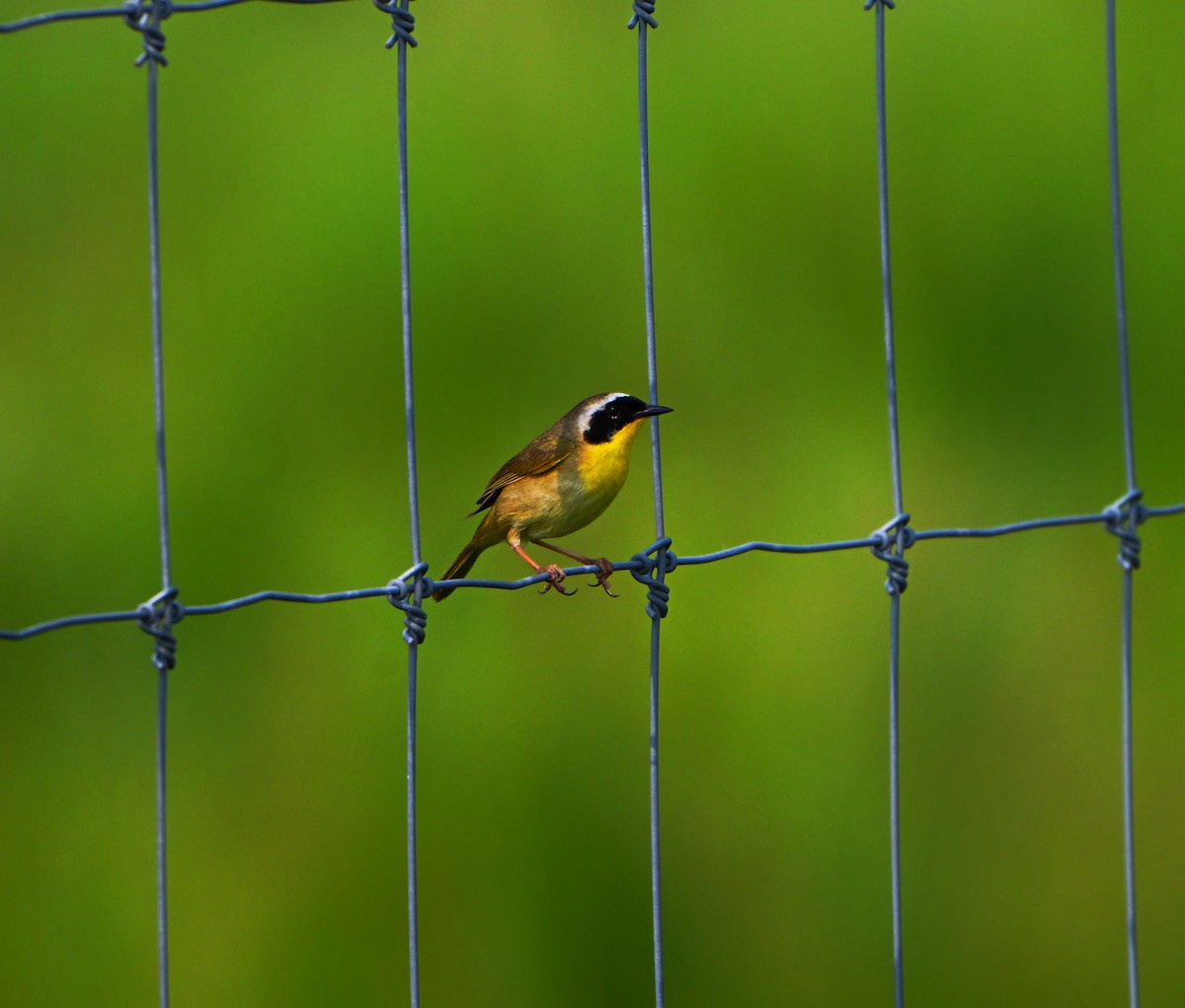 Common Yellowthroat - ML637233084