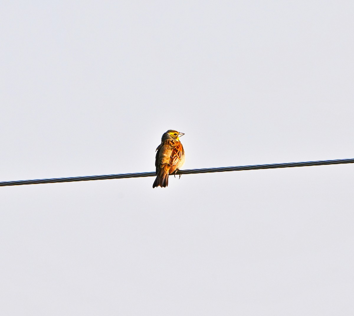 Dickcissel - ML637233090