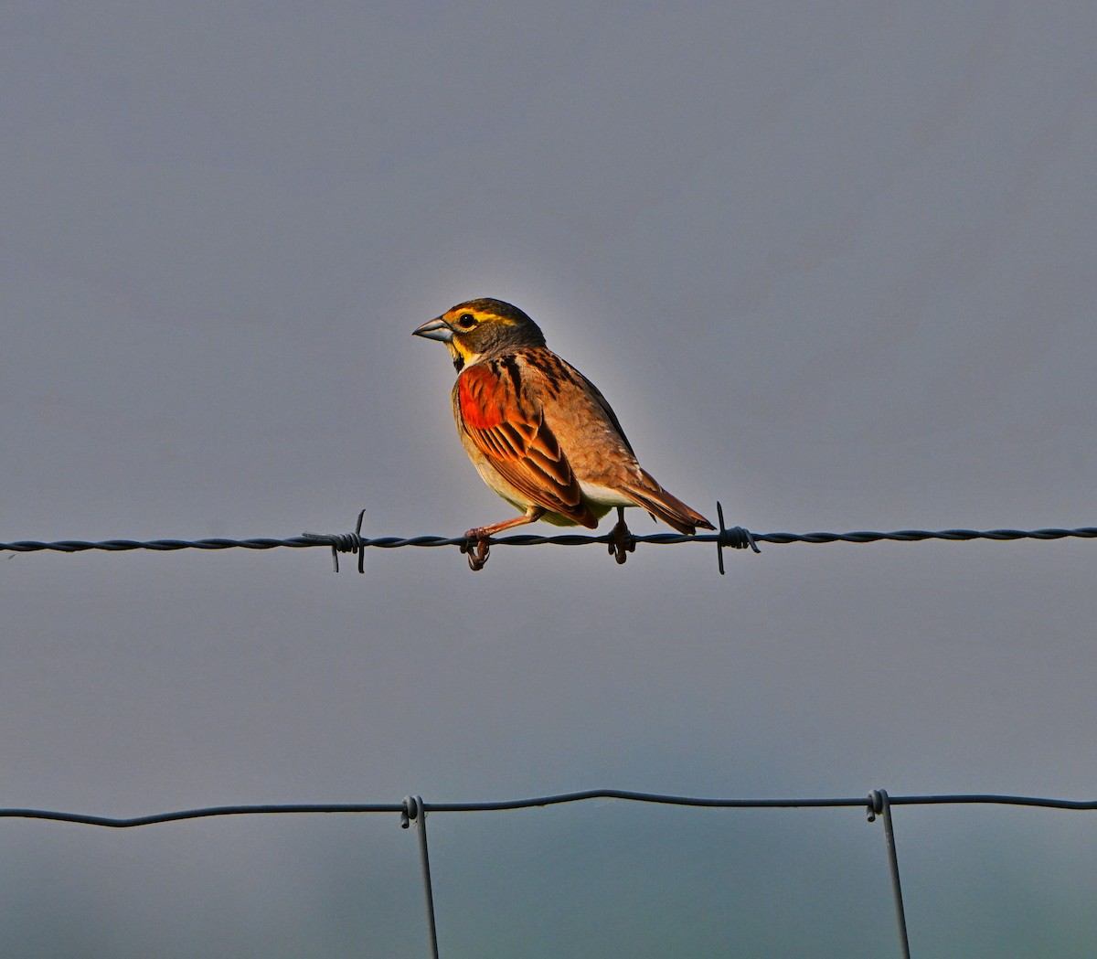 Dickcissel - ML637233091
