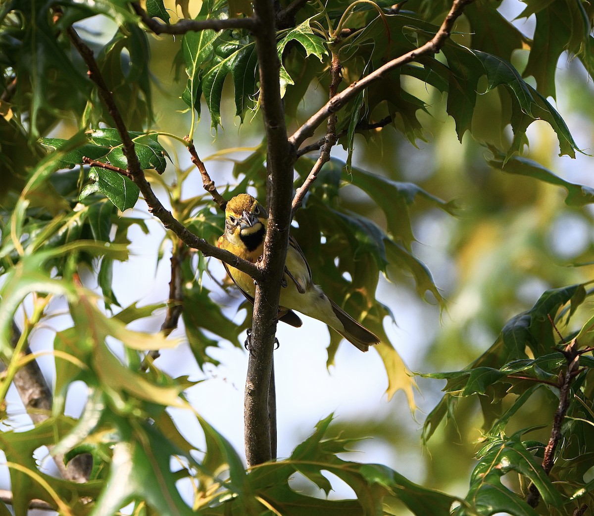 Dickcissel - ML637233092