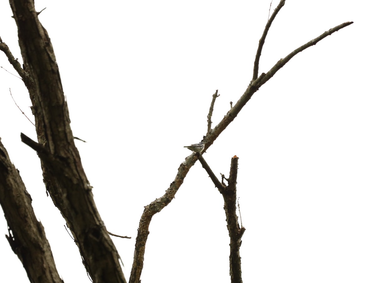 Cerulean Warbler - ML637233099