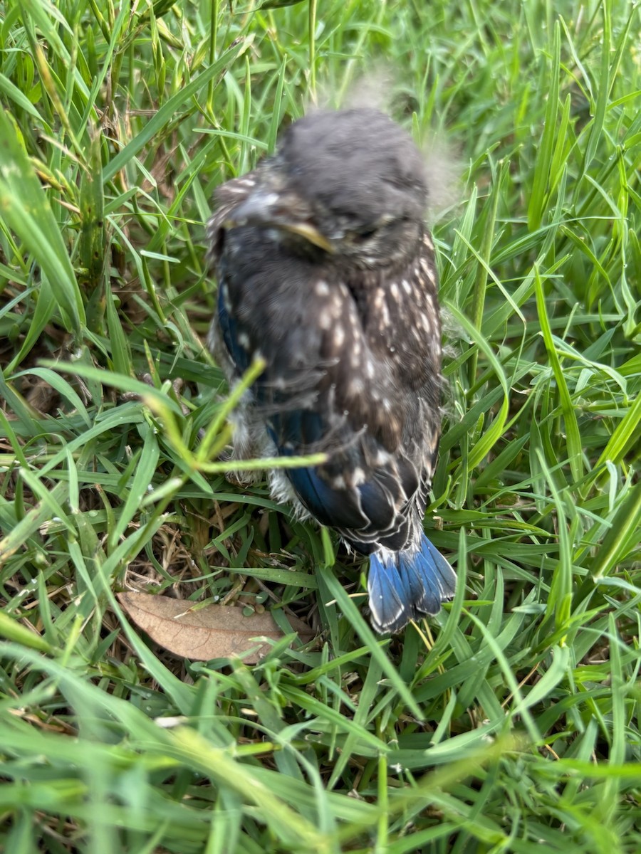 Eastern Bluebird - ML637233114