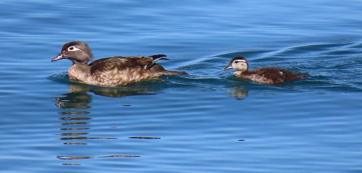Wood Duck - ML637233118