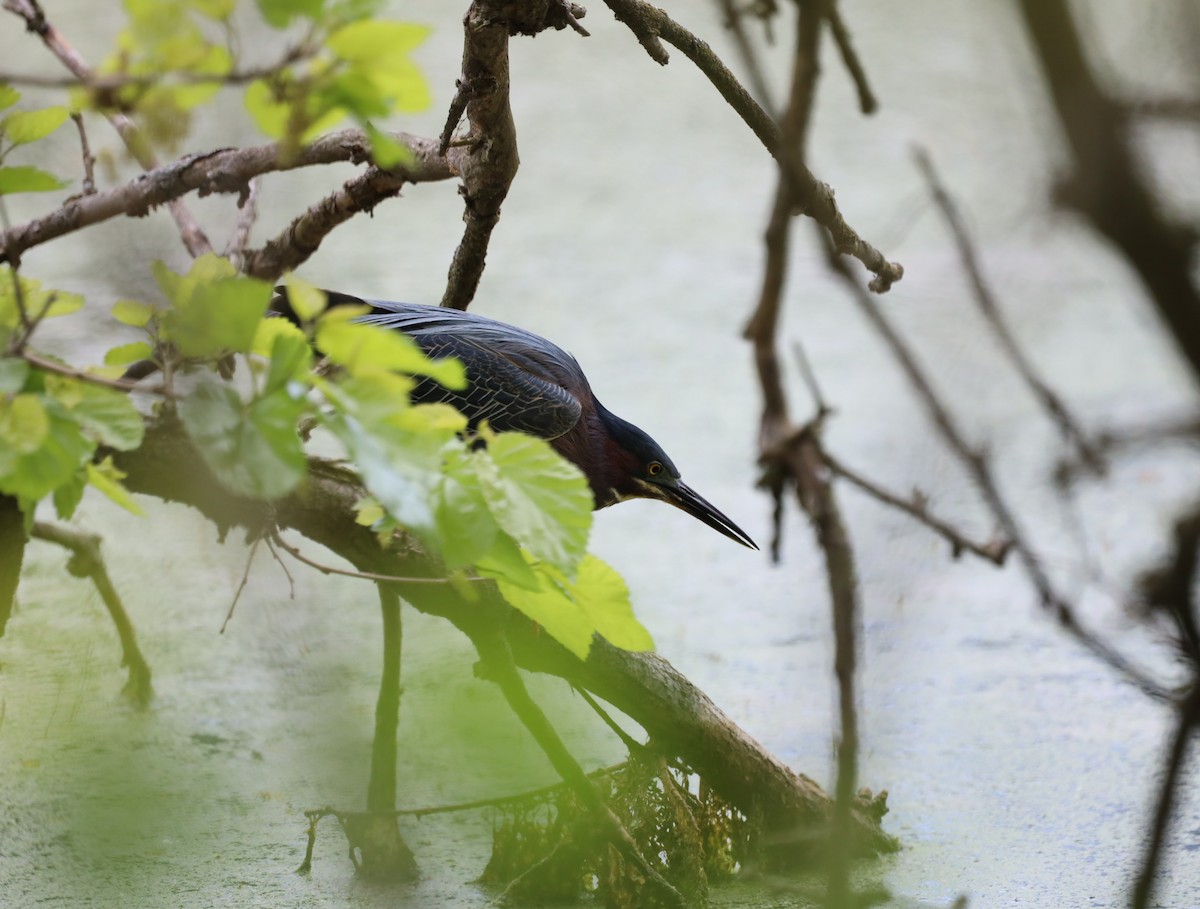 Green Heron - ML637233131