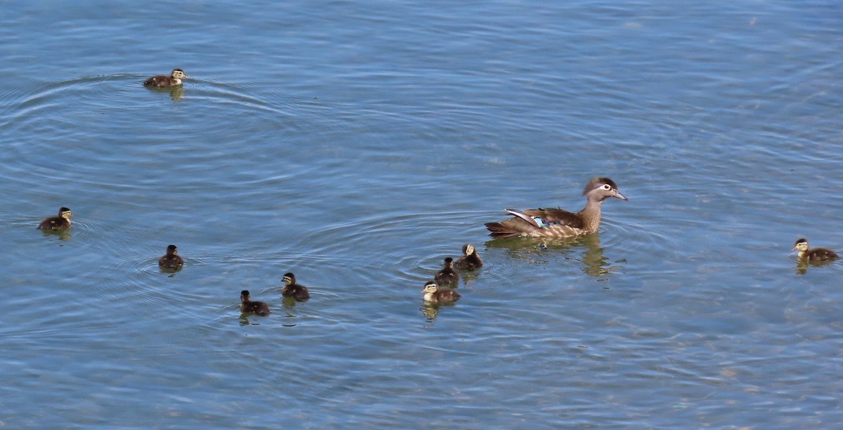 Wood Duck - ML637233132