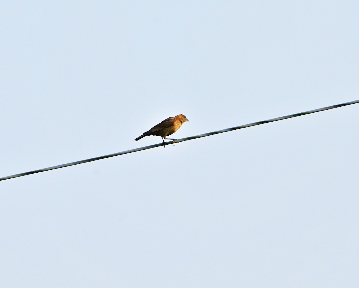 Brown-headed Cowbird - ML637233141