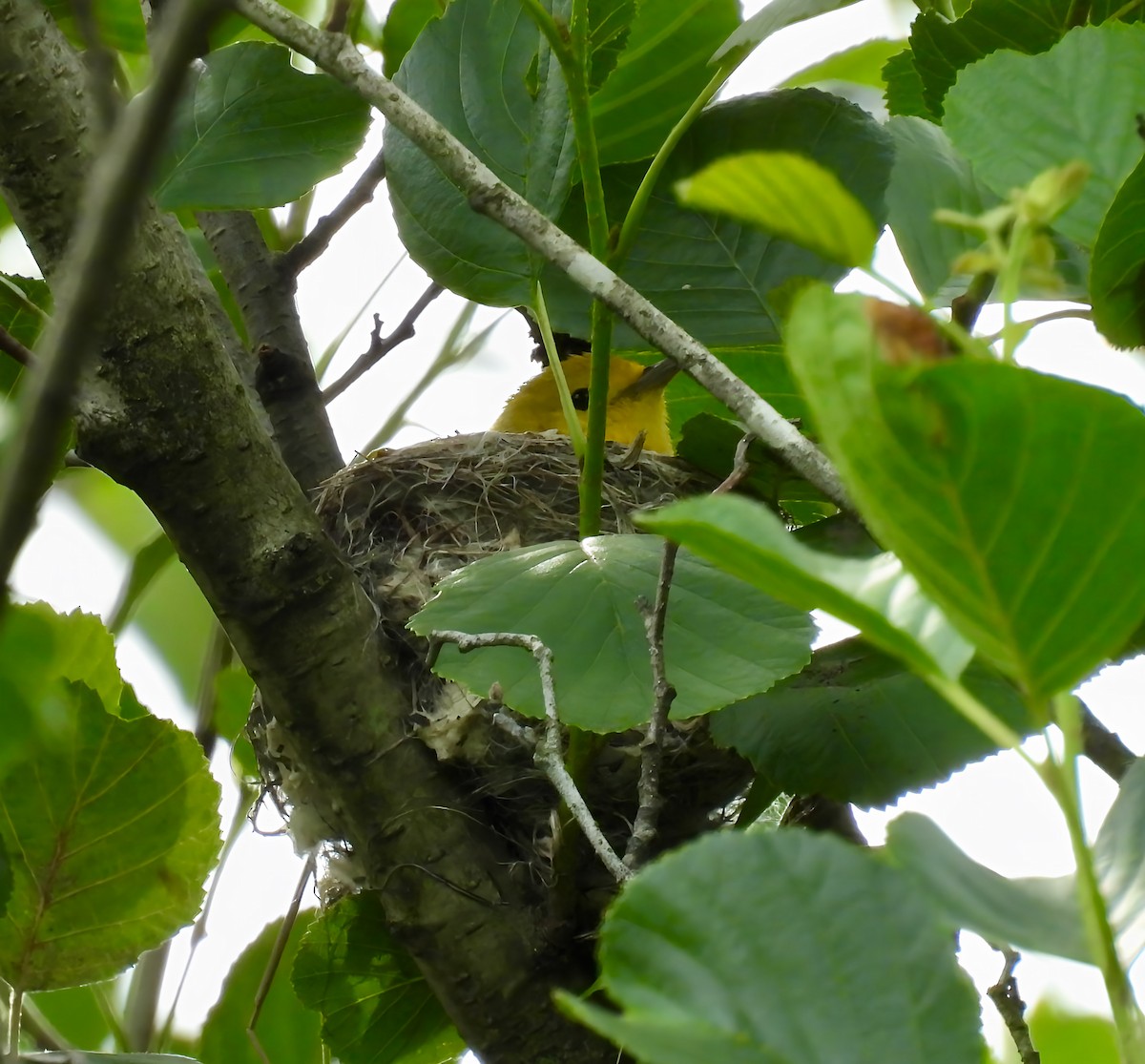 Paruline jaune - ML637233145