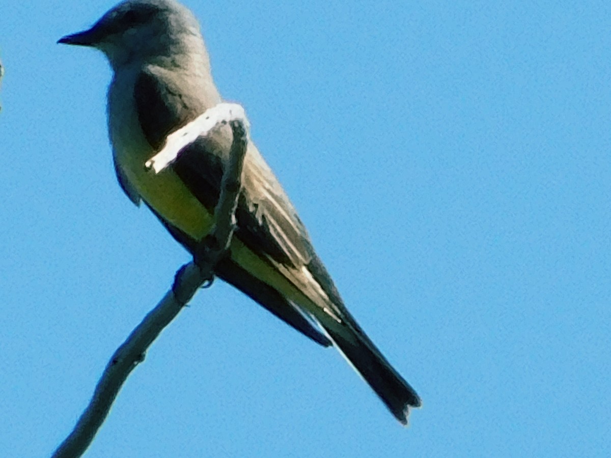 Western Kingbird - ML637233208