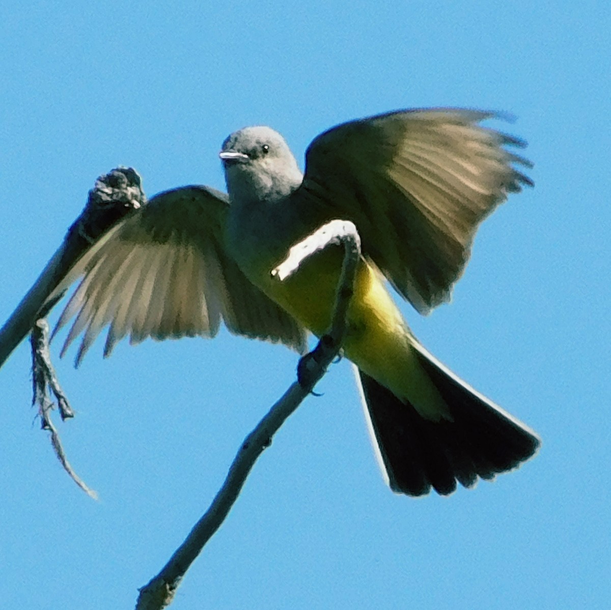 Western Kingbird - ML637233229
