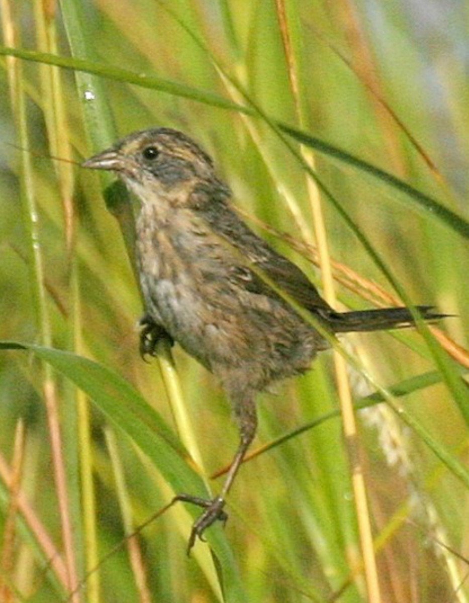 Seaside Sparrow (Atlantic) - ML637233250