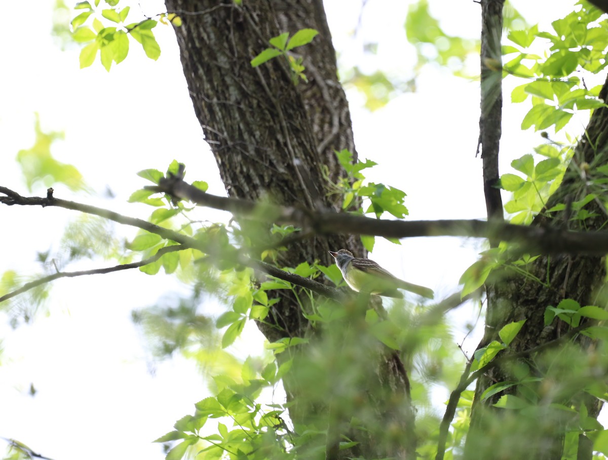 Great Crested Flycatcher - ML637233359