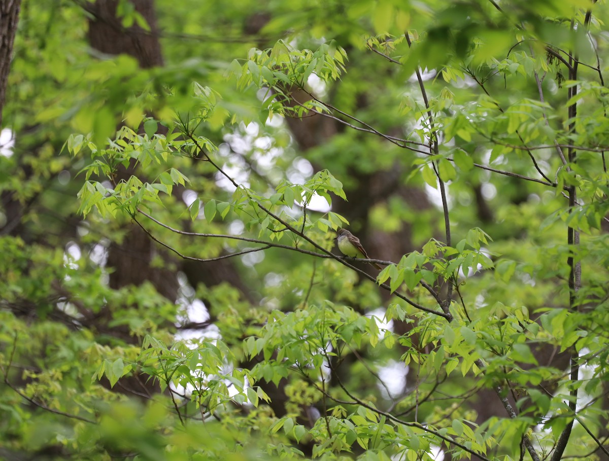 Great Crested Flycatcher - ML637233376
