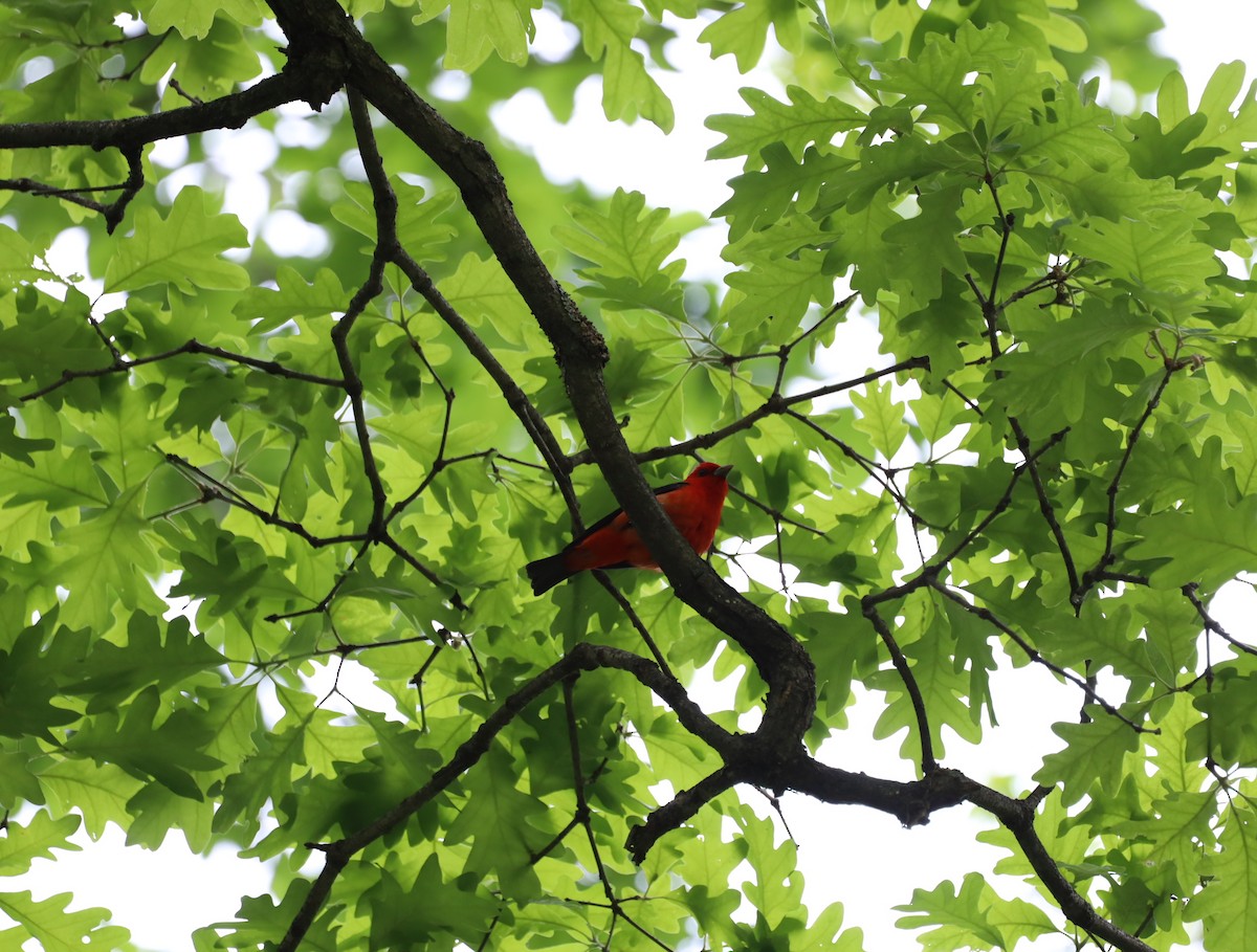 Scarlet Tanager - ML637233394