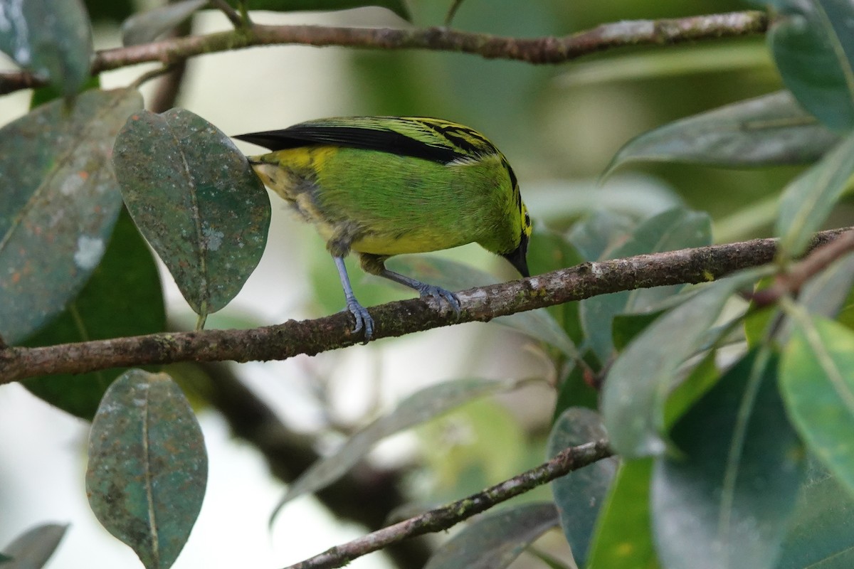 Emerald Tanager - ML637233398