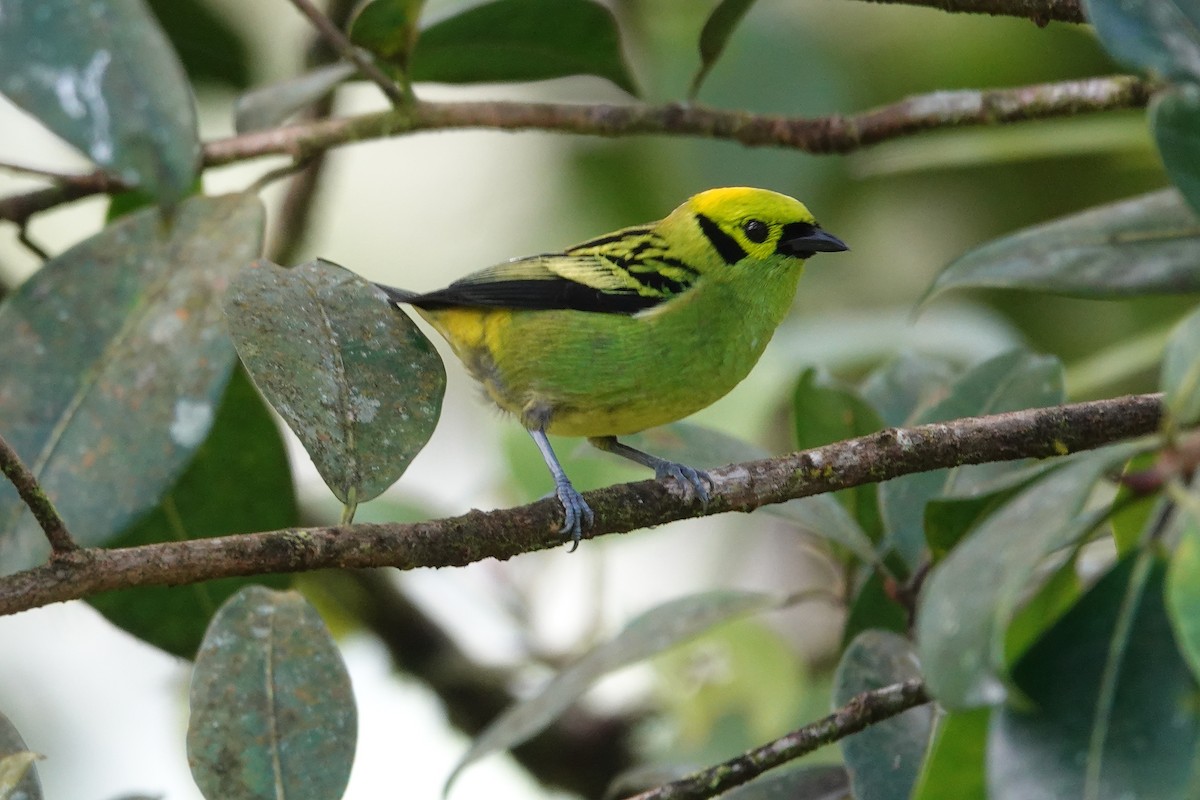 Emerald Tanager - ML637233399