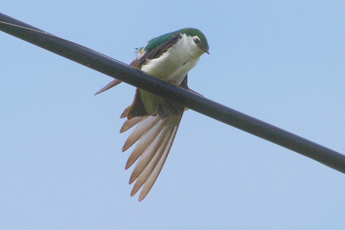 Violet-green Swallow - John F. Gatchet