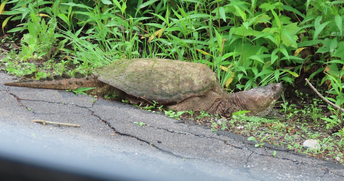 Common Snapping Turtle - ML637233528