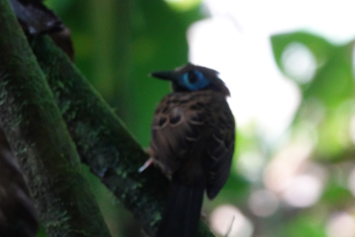 Ocellated Antbird - ML637233547
