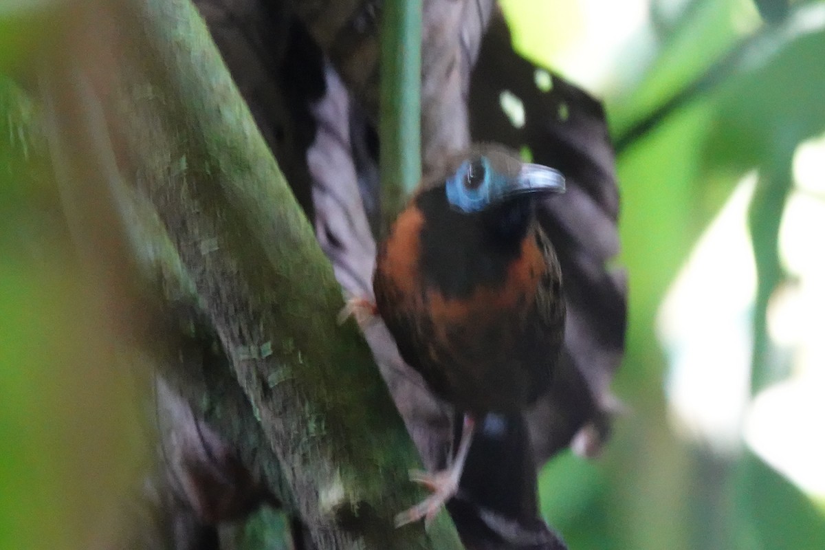 Ocellated Antbird - ML637233548