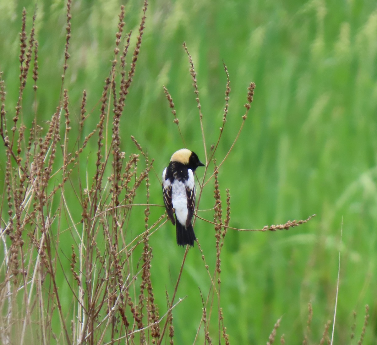 Bobolink - ML637233584