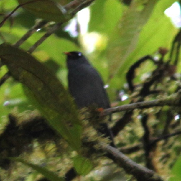 Black-faced Solitaire - ML637233639