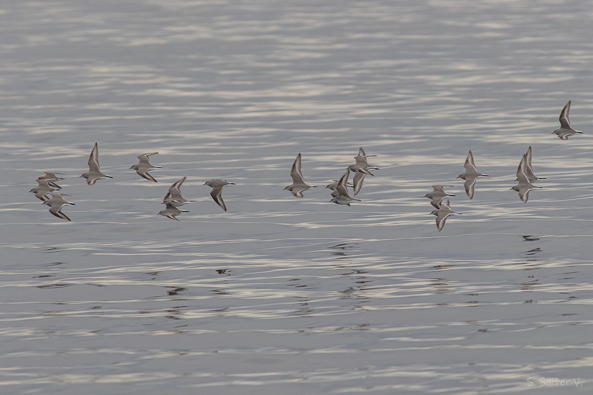 Magellanic Plover - ML637233642