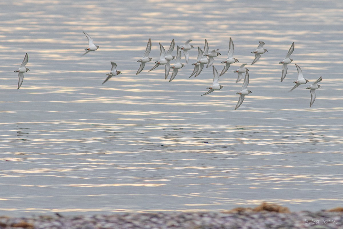 Magellanic Plover - ML637233644