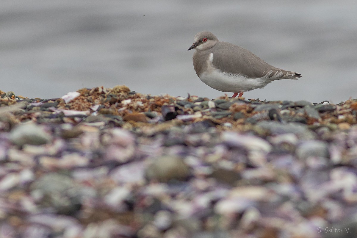 Magellanic Plover - ML637233645