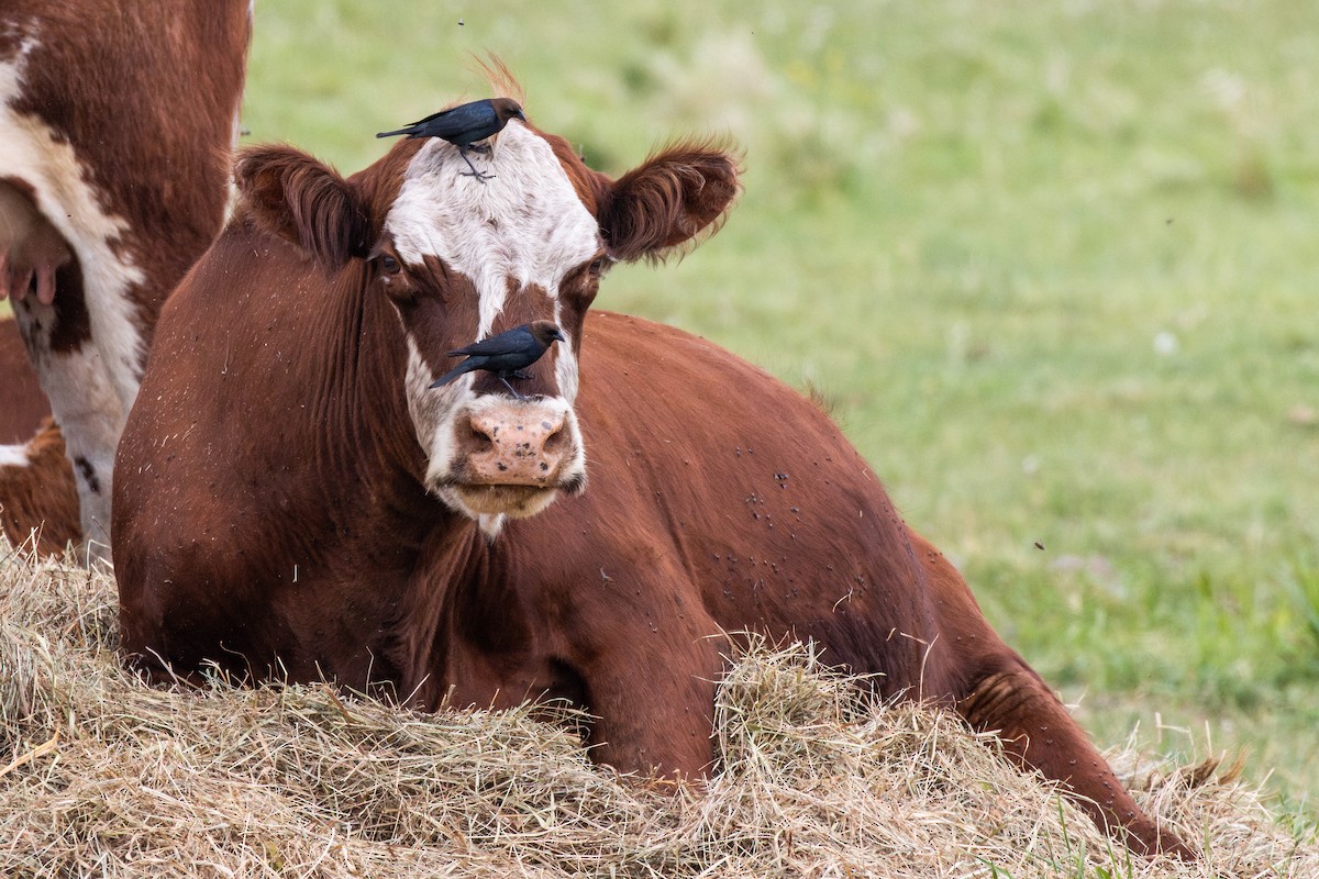 Brown-headed Cowbird - ML637233665