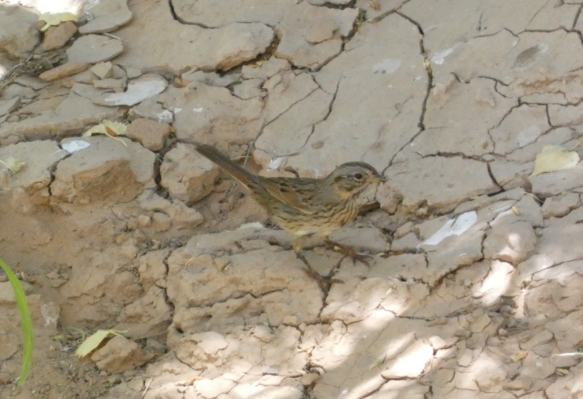 Lincoln's Sparrow - ML637233675