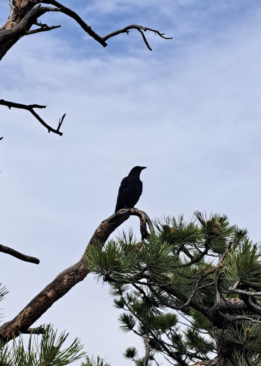 American Crow - ML637233695