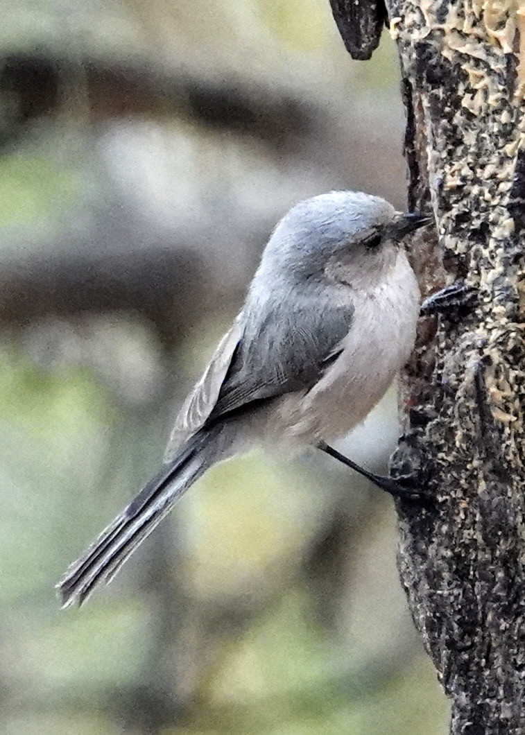 Bushtit - ML637233705