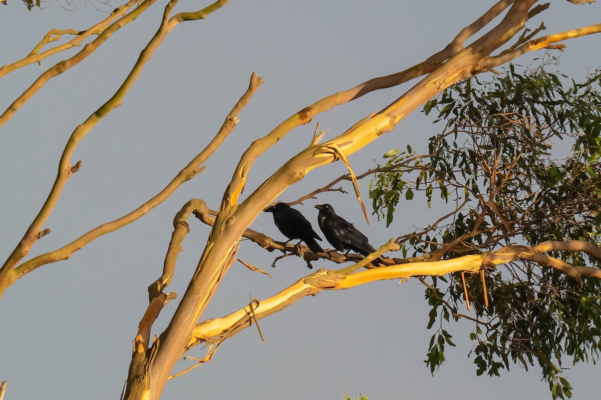 Forest Raven - ML637233719