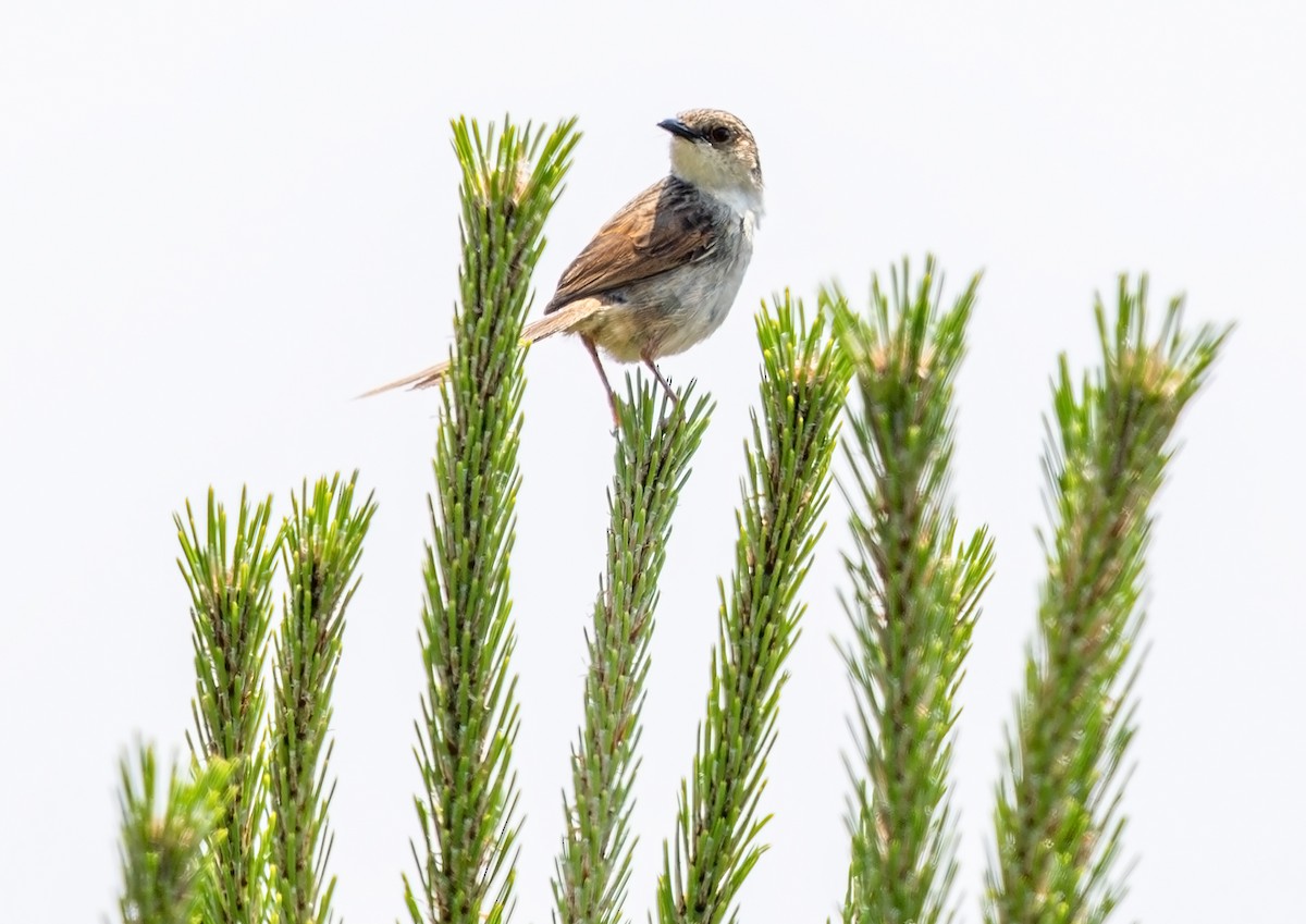 Striped Prinia - ML637233721