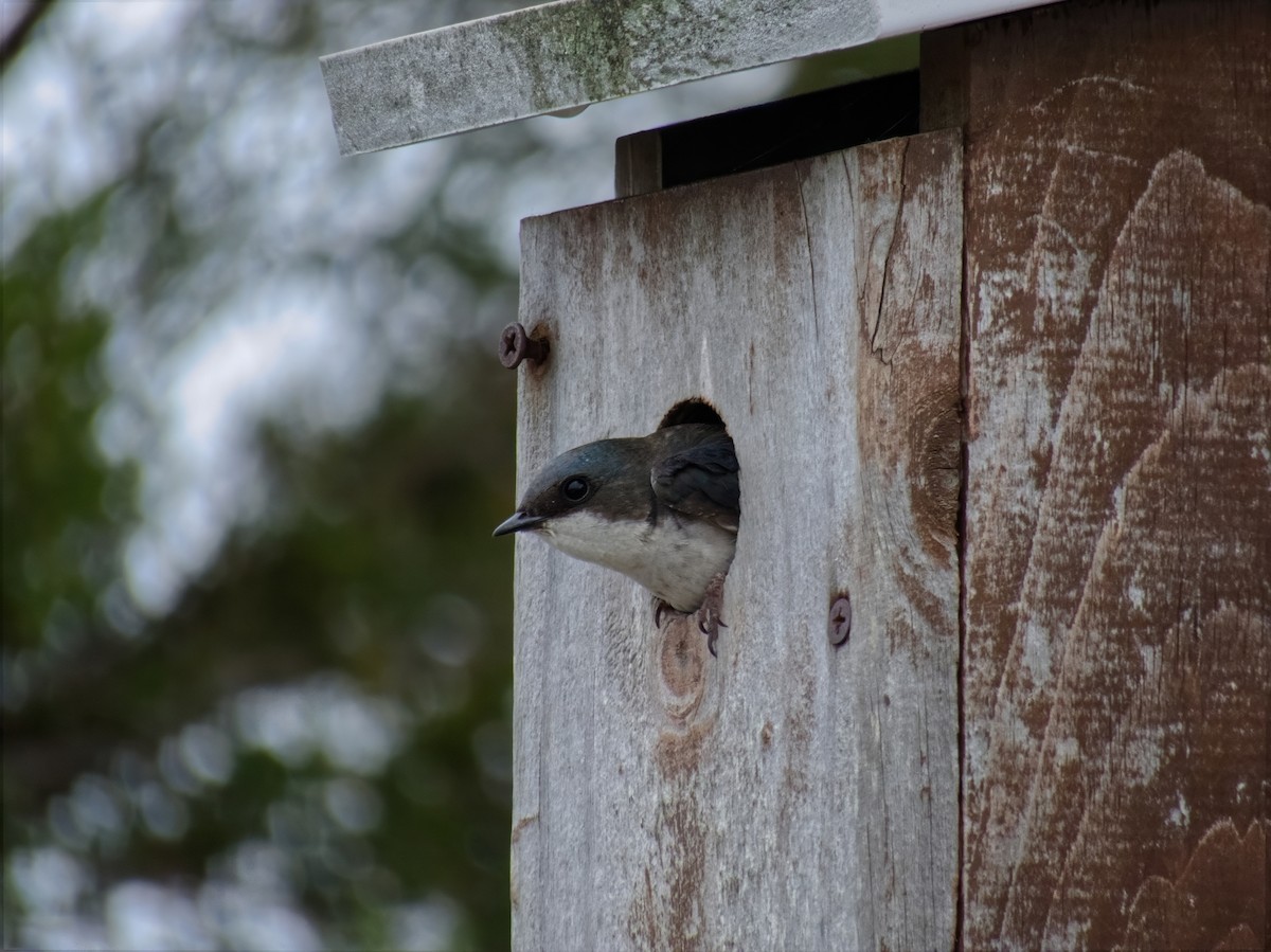 Tree Swallow - ML637233725