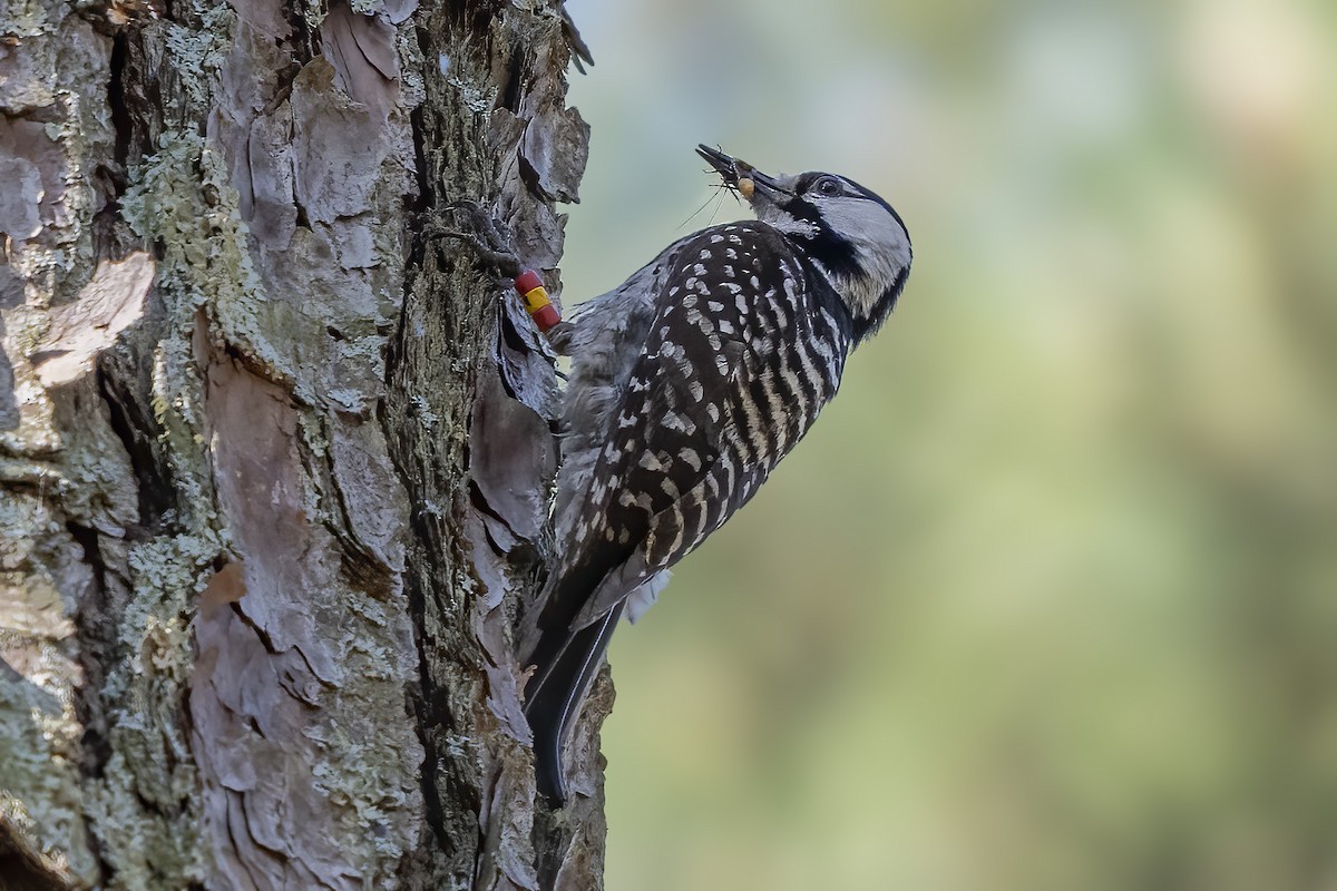Red-cockaded Woodpecker - David Yeager