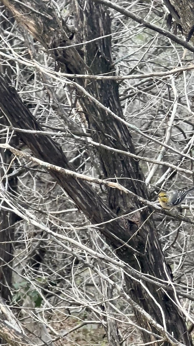 Golden-cheeked Warbler - ML637233796