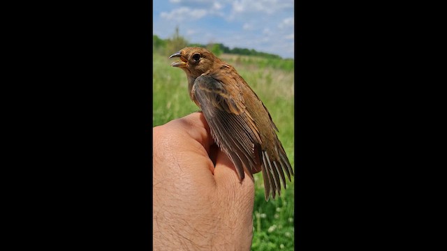 Indigo Bunting - ML637233875