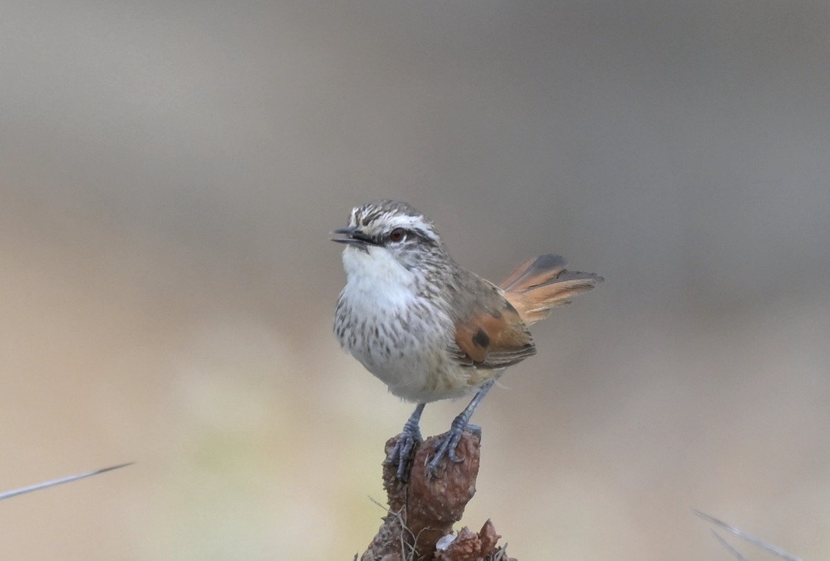 Necklaced Spinetail - ML637233902