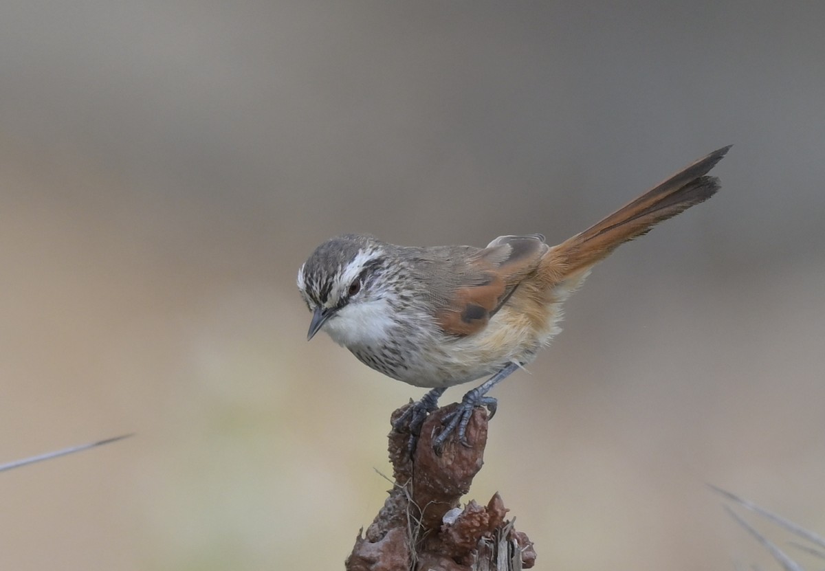 Necklaced Spinetail - ML637233903